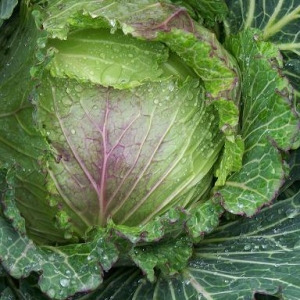 Cabbage January King
